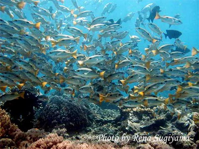 Bohol - Scuba Diving and Beach