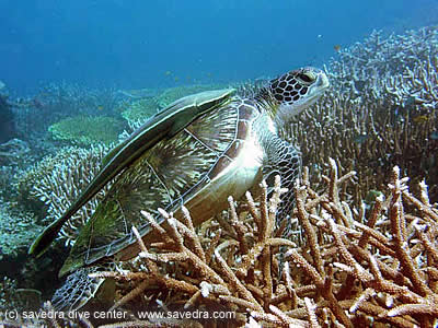 dive cebu - scuba diving cebu