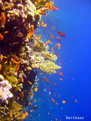 scuba diving in the philippines: pescador island