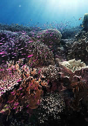 pescador island, cebu, philippines