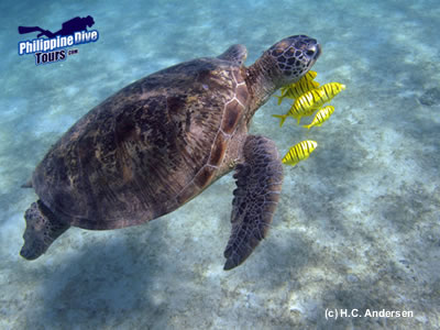 diving tubbataha with HC Andersen Liveaboard