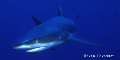 shark in palau