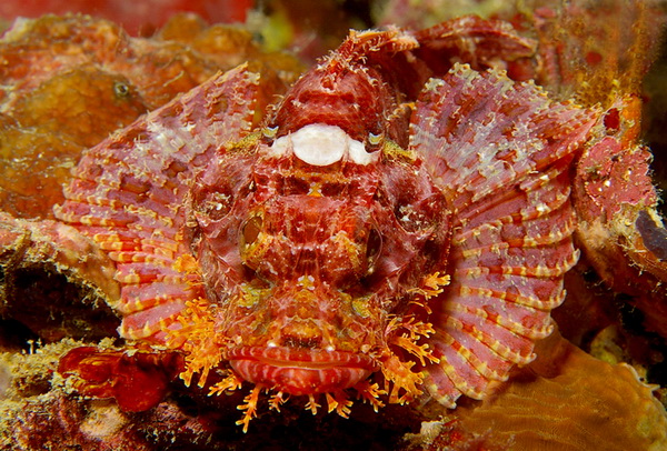 scorpion fish - dive safaris philippines