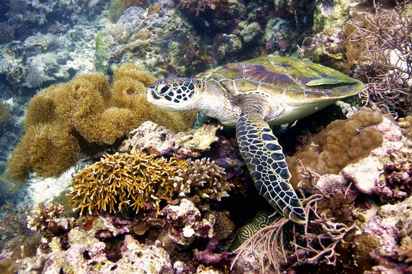 turtle on dive safari negros philippines